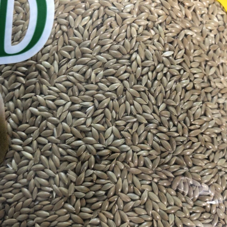 Alpiste 20kg - Manitoba 4 Alpiste 20kg - Manitoba - Afbeelding 2