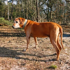 Explor Fit Comfy Collier Classic Vert M - 39-44cm 12 Explor Fit Comfy Collier Classic Vert M - 39-44cm -Nest Vriend Verkoopwinkel explor fit comfy collier classic vert s 34 38cm 10