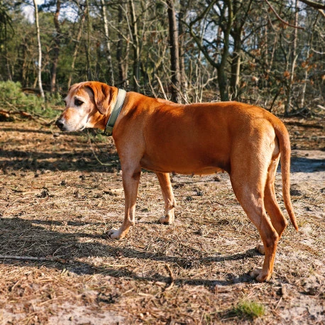 Explor Fit Comfy Collier Classic Vert M - 39-44cm 7 Explor Fit Comfy Collier Classic Vert M - 39-44cm - Afbeelding 5