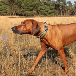 Explor Fit Comfy Collier Classic Vert XL - 52-61cm -Nest Vriend Verkoopwinkel explor fit comfy collier classic vert xl 52 61cm 3