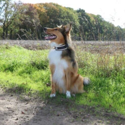 Explor Fit Control Collier Classic Noir XS - 30-33cm -Nest Vriend Verkoopwinkel explor fit control collier classic noir xs 30 33cm 4