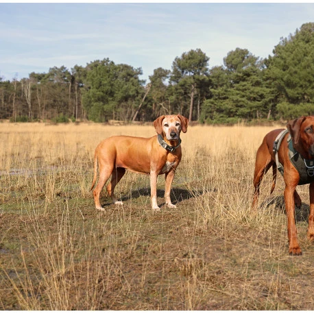 Explor Fit Control Collier Classic Vert L - 45-51cm 6 Explor Fit Control Collier Classic Vert L - 45-51cm - Afbeelding 4