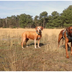 Explor Fit Control Collier Classic Vert M - 39-44cm -Nest Vriend Verkoopwinkel explor fit control collier classic vert m 39 44cm 3