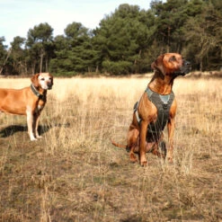 Explor Fit Control Collier Classic Vert S - 34-38cm -Nest Vriend Verkoopwinkel explor fit control collier classic vert s 34 38cm 5