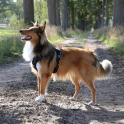 Explor Harnais Classic Noir Granite L - 40-70cm - 77-100cm 16 Explor Harnais Classic Noir Granite L - 40-70cm - 77-100cm -Nest Vriend Verkoopwinkel explor harnais classic noir granite l 40 70cm 77 100cm 6