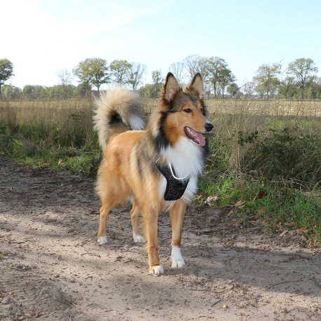 Explor Harnais Classic Noir Granite L - 40-70cm - 77-100cm 10 Explor Harnais Classic Noir Granite L - 40-70cm - 77-100cm - Afbeelding 8