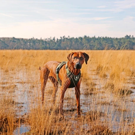 Explor Harnais Classic Vert XS - 20-40cm - 37-45cm 6 Explor Harnais Classic Vert XS - 20-40cm - 37-45cm - Afbeelding 4