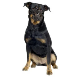 Duvo Muselière Caoutchouc Noir/rouge Xlarge 7 Duvo Muselière Caoutchouc Noir/rouge Xlarge -Nest Vriend Verkoopwinkel museliere caoutchouc noirrouge xlarge 2