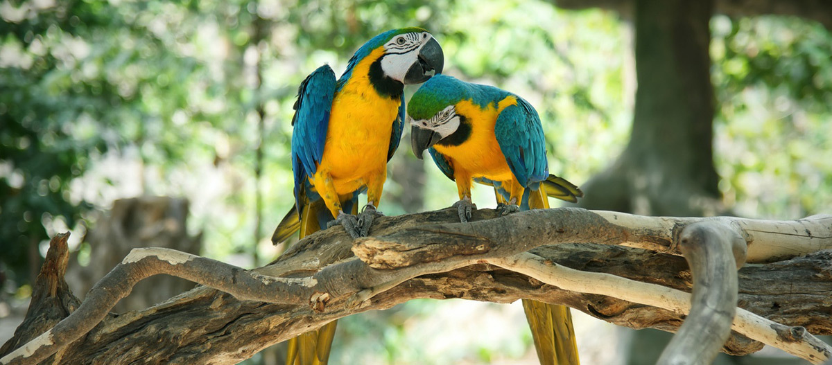 Nest Vriend Verkoopwinkel -Nest Vriend Verkoopwinkel Ratgeber Voegel 2 Papageien gelbblau auf Wurzel 1200x527 5eb53287a37fd