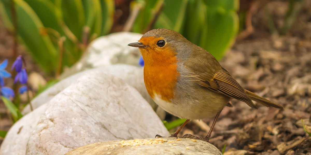 Nest Vriend Verkoopwinkel -Nest Vriend Verkoopwinkel oiseaux utiles jardin 063628